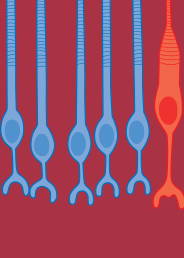 Annual Review of Neuroscience